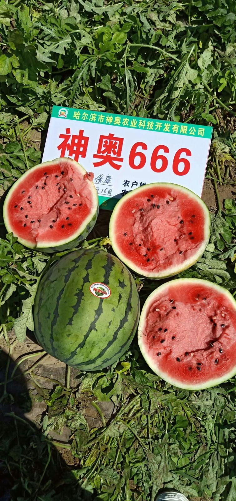 神奥666瓜地